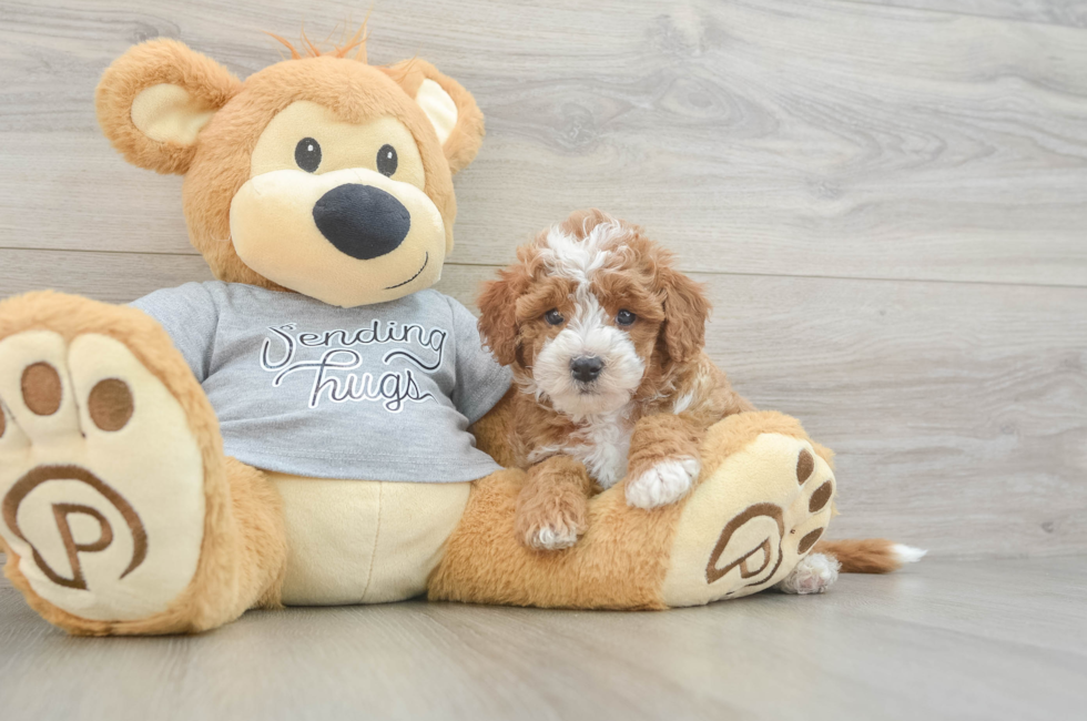 6 week old Cavapoo Puppy For Sale - Pilesgrove Pups