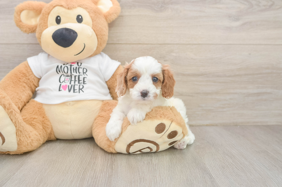 5 week old Cavapoo Puppy For Sale - Pilesgrove Pups