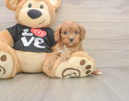 7 week old Cavapoo Puppy For Sale - Pilesgrove Pups