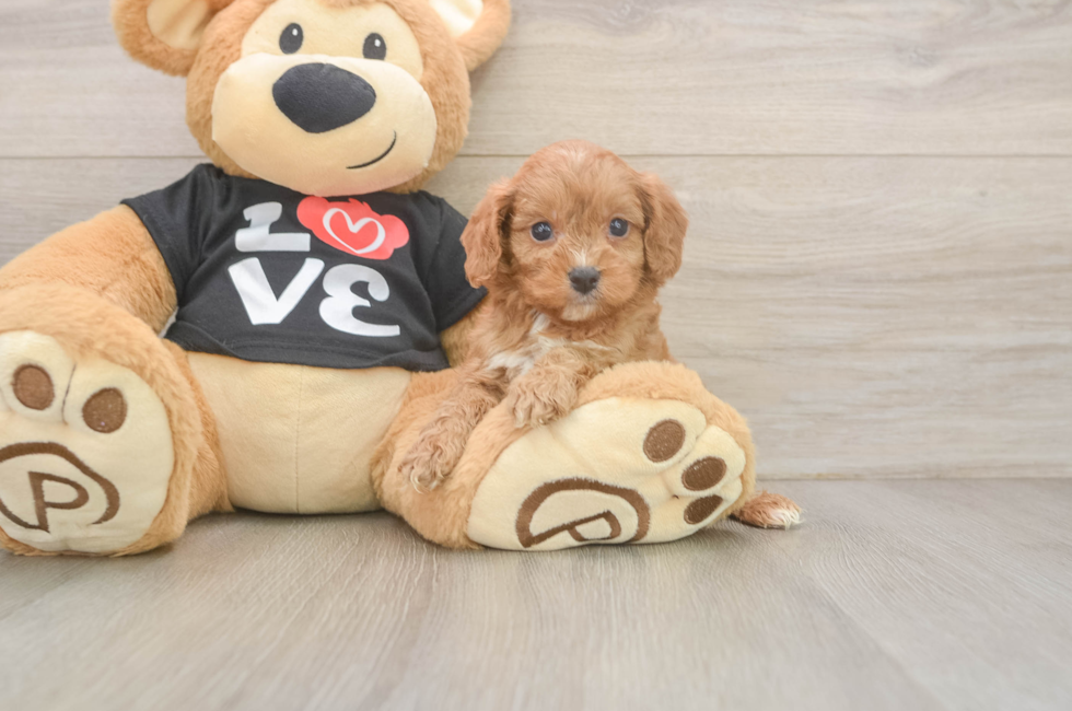 5 week old Cavapoo Puppy For Sale - Pilesgrove Pups