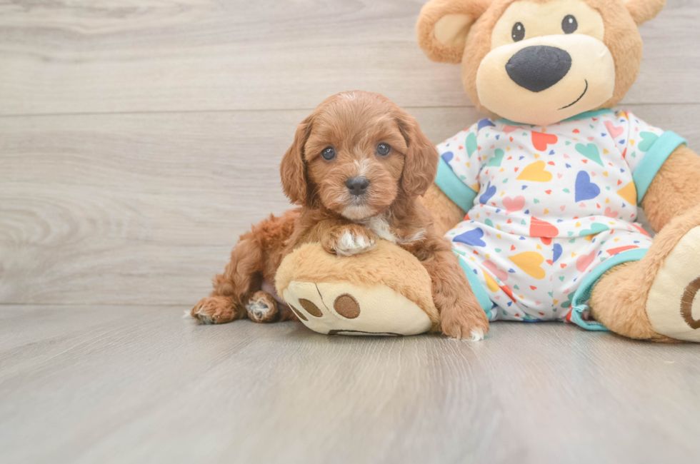6 week old Cavapoo Puppy For Sale - Pilesgrove Pups