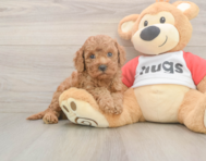 7 week old Cavapoo Puppy For Sale - Pilesgrove Pups