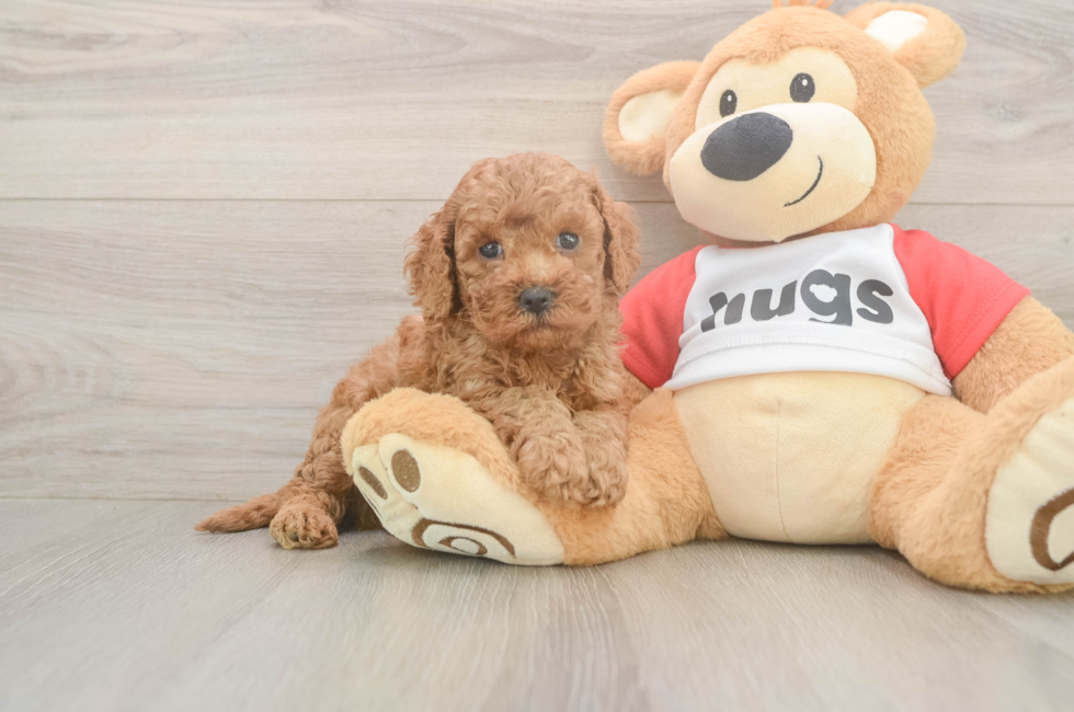 5 week old Cavapoo Puppy For Sale - Pilesgrove Pups