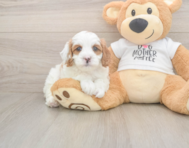 7 week old Cavapoo Puppy For Sale - Pilesgrove Pups