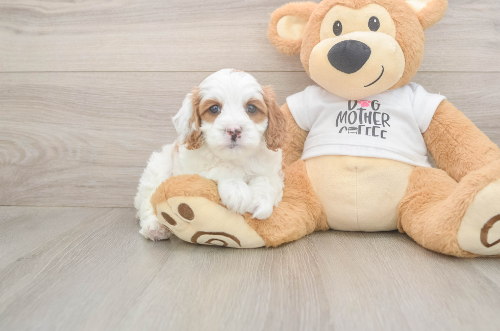 6 week old Cavapoo Puppy For Sale - Pilesgrove Pups
