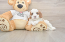 Cavapoo Pup Being Cute