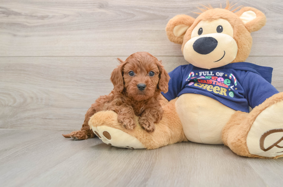 5 week old Cavapoo Puppy For Sale - Pilesgrove Pups