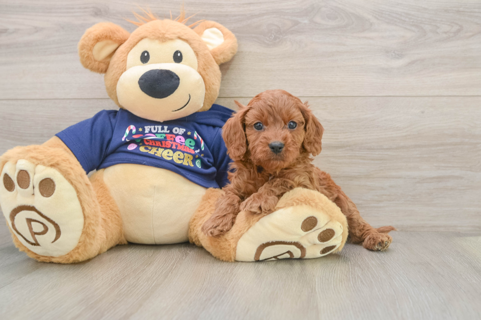 Cavapoo Pup Being Cute