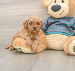 7 week old Cavapoo Puppy For Sale - Pilesgrove Pups