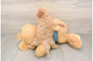 Cavapoo Pup Being Cute