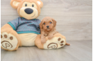 Cute Cavapoo Baby