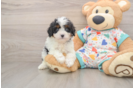 Best Cavapoo Baby