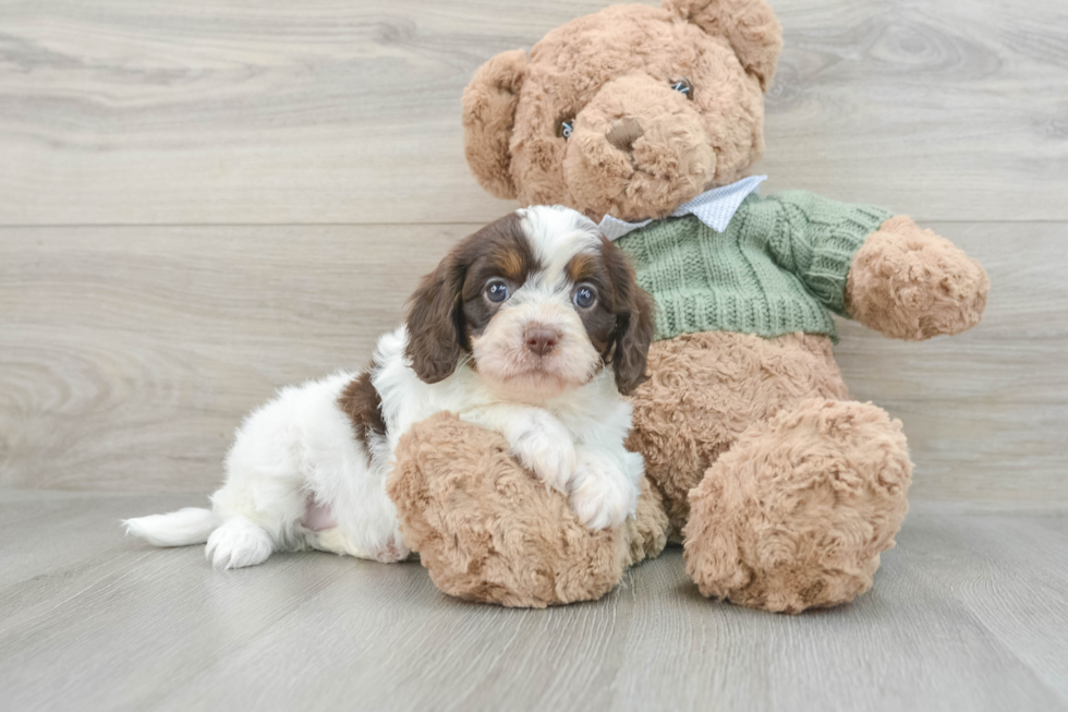 Cavapoo Puppy for Adoption