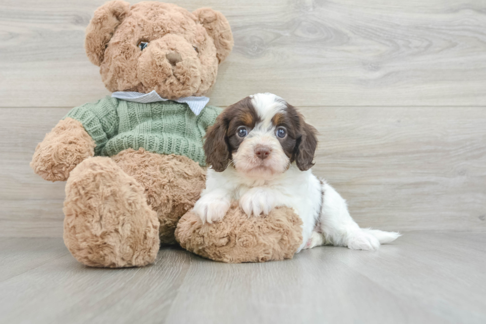 Cavapoo Puppy for Adoption