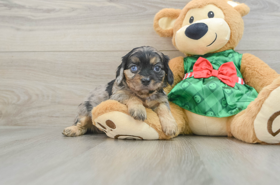 6 week old Cavapoo Puppy For Sale - Pilesgrove Pups