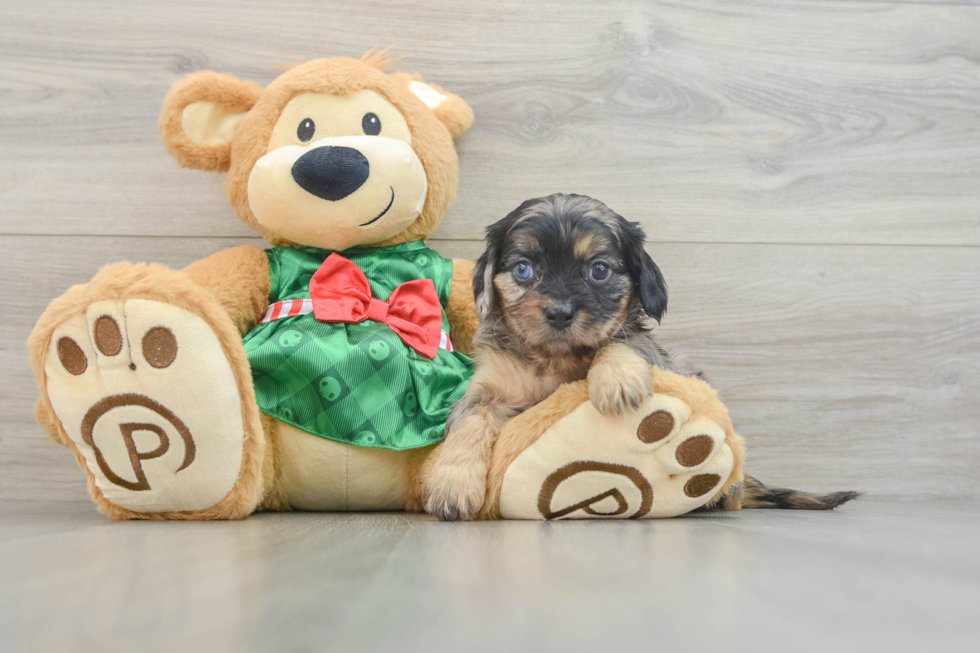 Sweet Cavapoo Baby