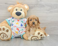 8 week old Cavapoo Puppy For Sale - Pilesgrove Pups