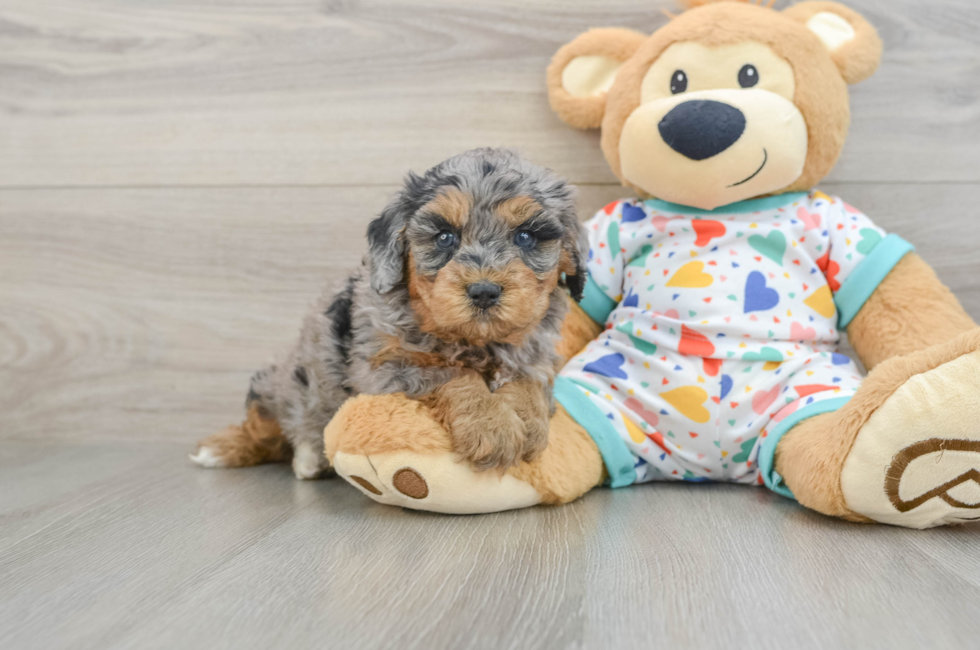 5 week old Cavapoo Puppy For Sale - Pilesgrove Pups