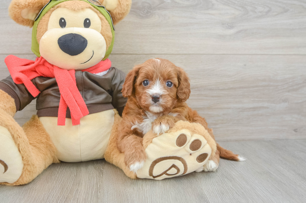5 week old Cavapoo Puppy For Sale - Pilesgrove Pups