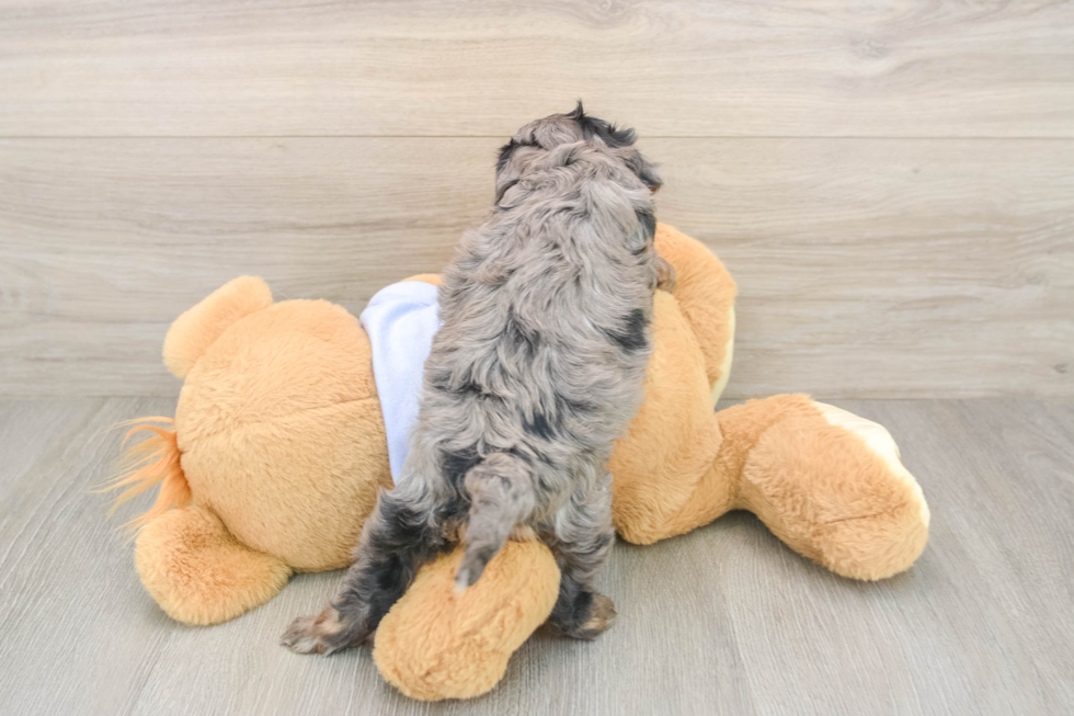 Cavapoo Pup Being Cute