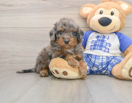 8 week old Cavapoo Puppy For Sale - Pilesgrove Pups