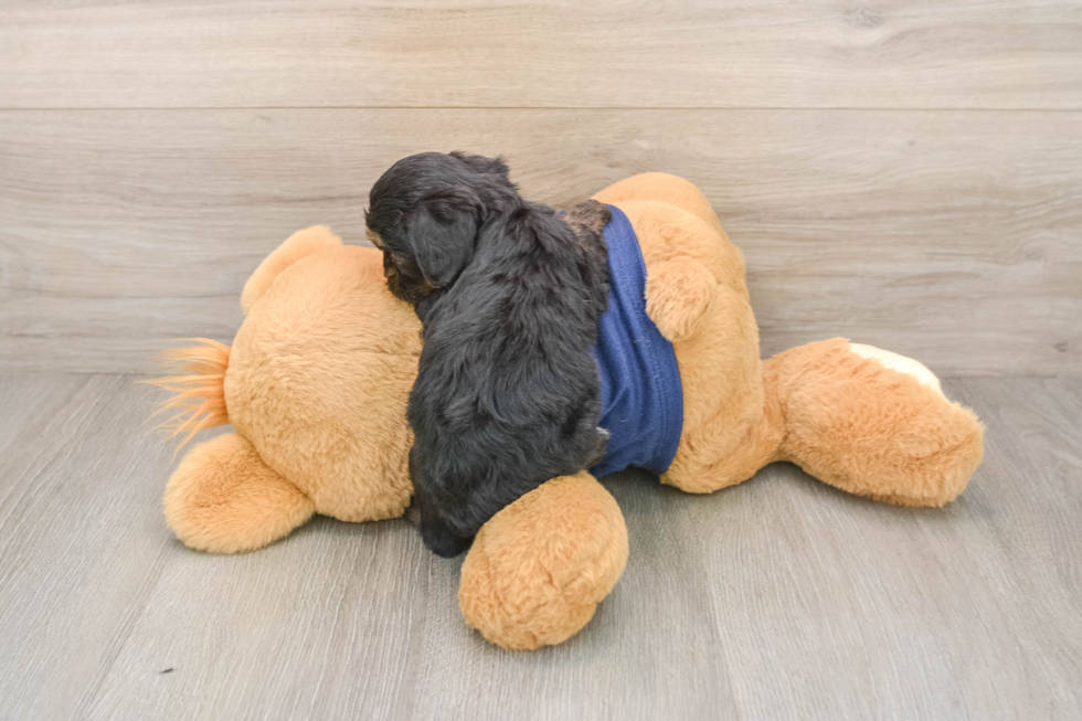 Adorable Cavalier King Charles Spaniel and Poodle Mix Poodle Mix Puppy