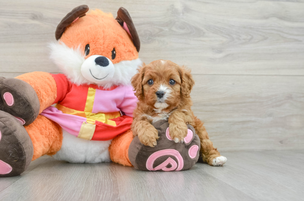 5 week old Cavapoo Puppy For Sale - Pilesgrove Pups