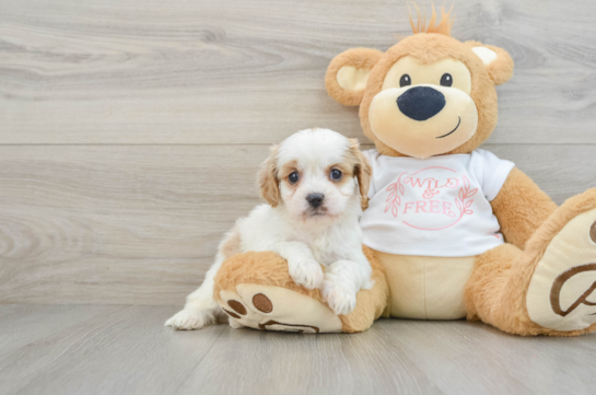 Petite Cavapoo Poodle Mix Pup