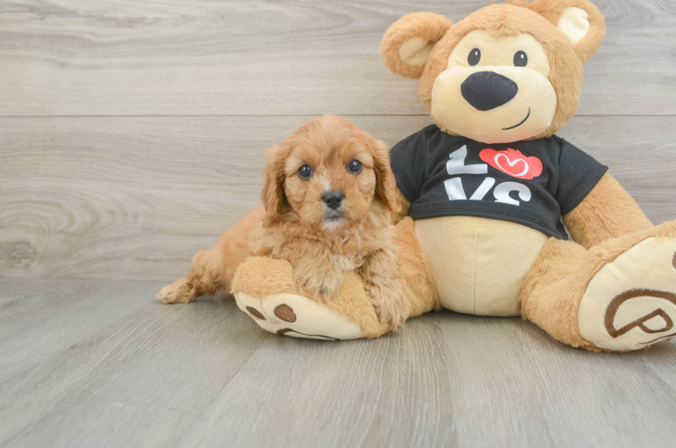 6 week old Cavapoo Puppy For Sale - Pilesgrove Pups