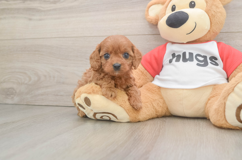 5 week old Cavapoo Puppy For Sale - Pilesgrove Pups