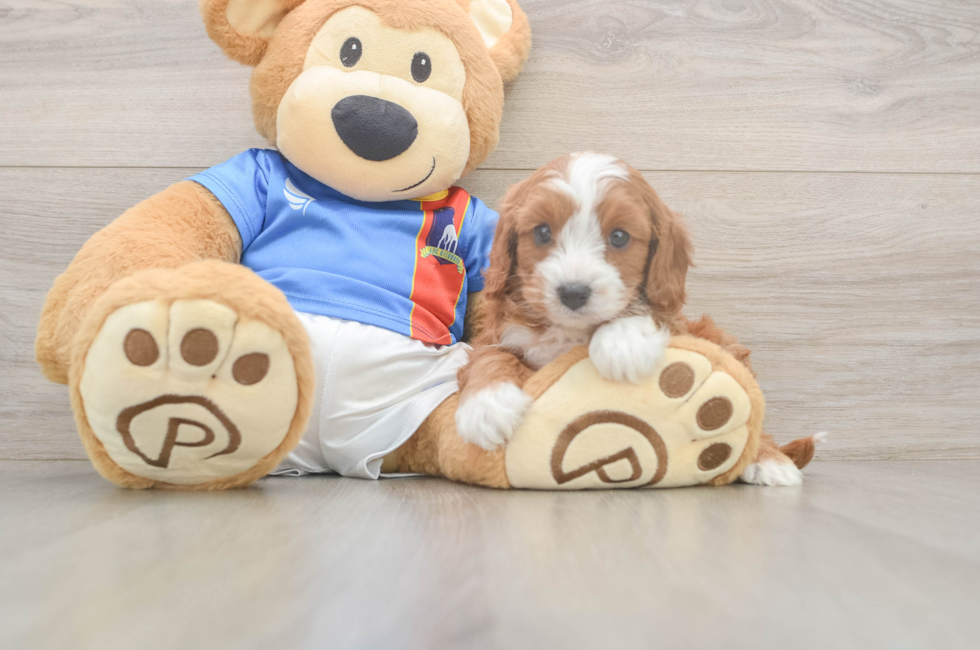 5 week old Cavapoo Puppy For Sale - Pilesgrove Pups
