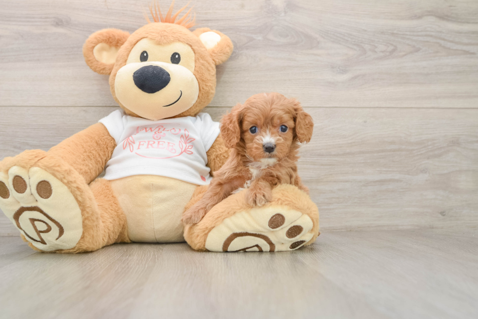 Cavapoo Pup Being Cute