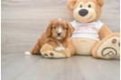 Cavapoo Pup Being Cute