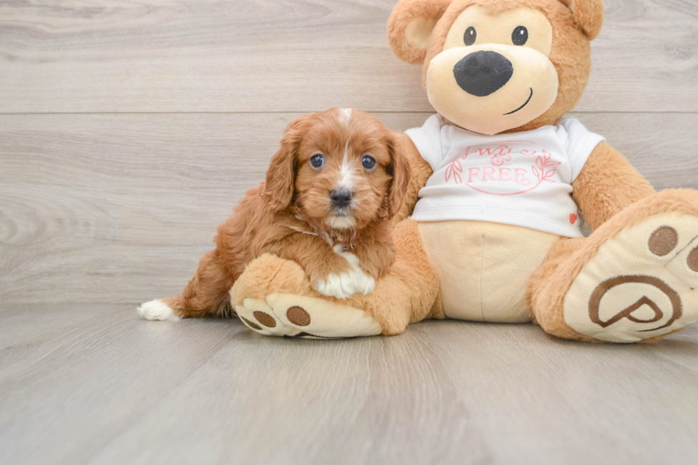 Cavapoo Pup Being Cute