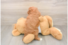 Sweet Cavapoo Baby