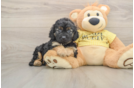 Playful Cavapoodle Poodle Mix Puppy