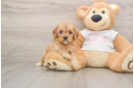 Cavapoo Pup Being Cute