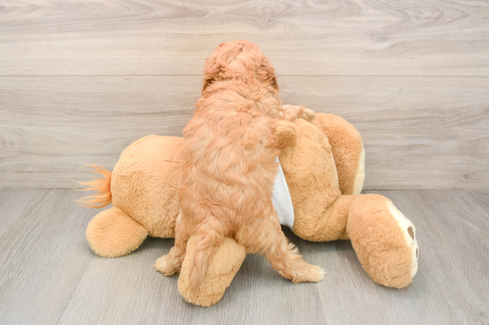 Smart Cavapoo Poodle Mix Pup