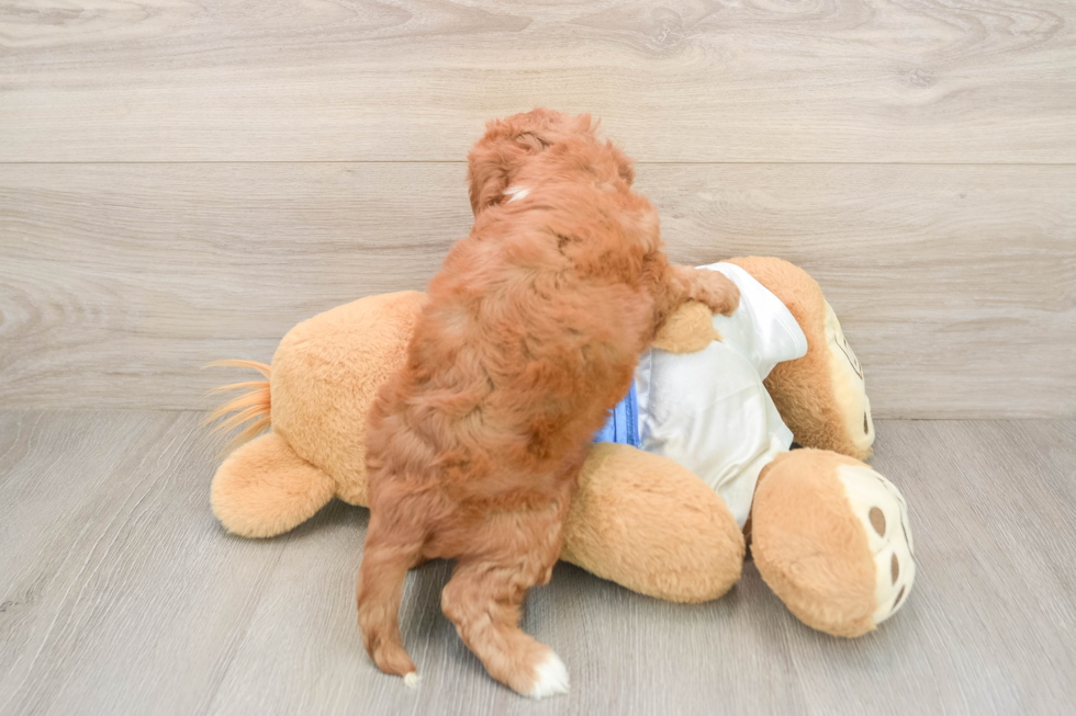 Cavapoo Pup Being Cute