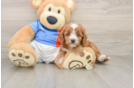 Cavapoo Pup Being Cute