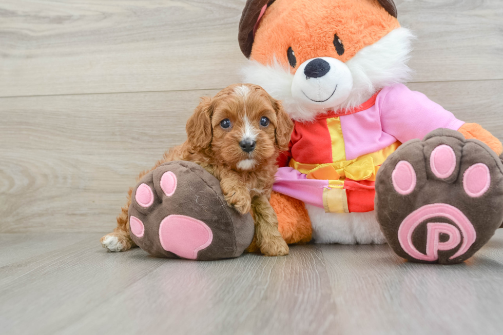 Cavapoo Pup Being Cute