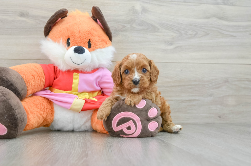 5 week old Cavapoo Puppy For Sale - Pilesgrove Pups