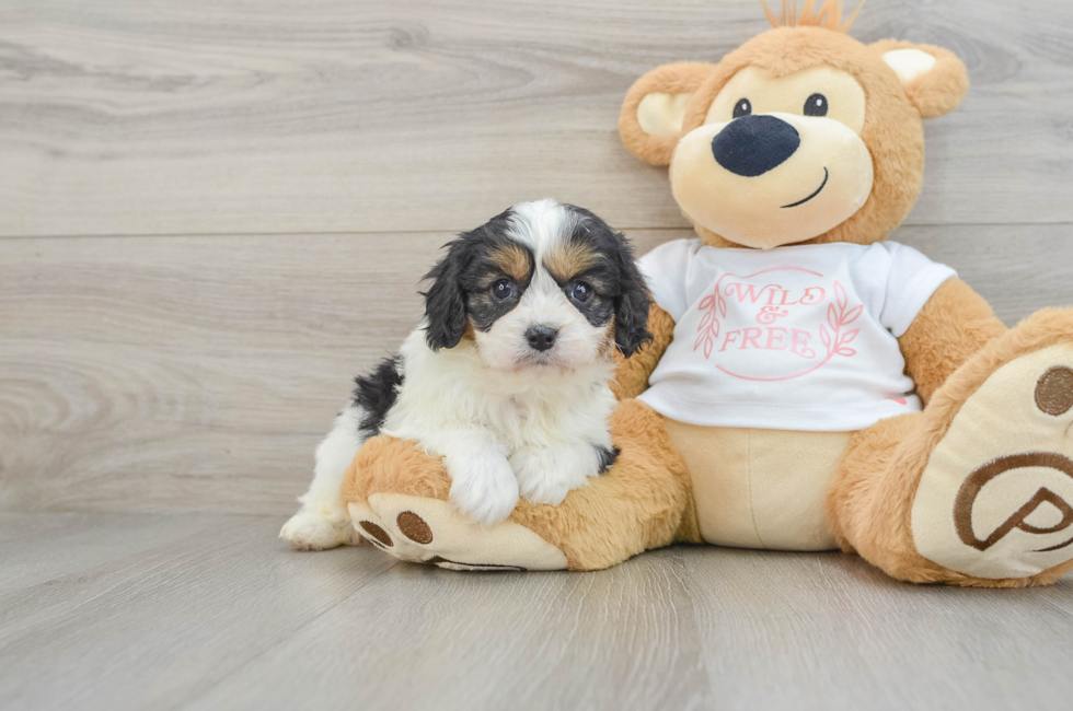 6 week old Cavapoo Puppy For Sale - Pilesgrove Pups