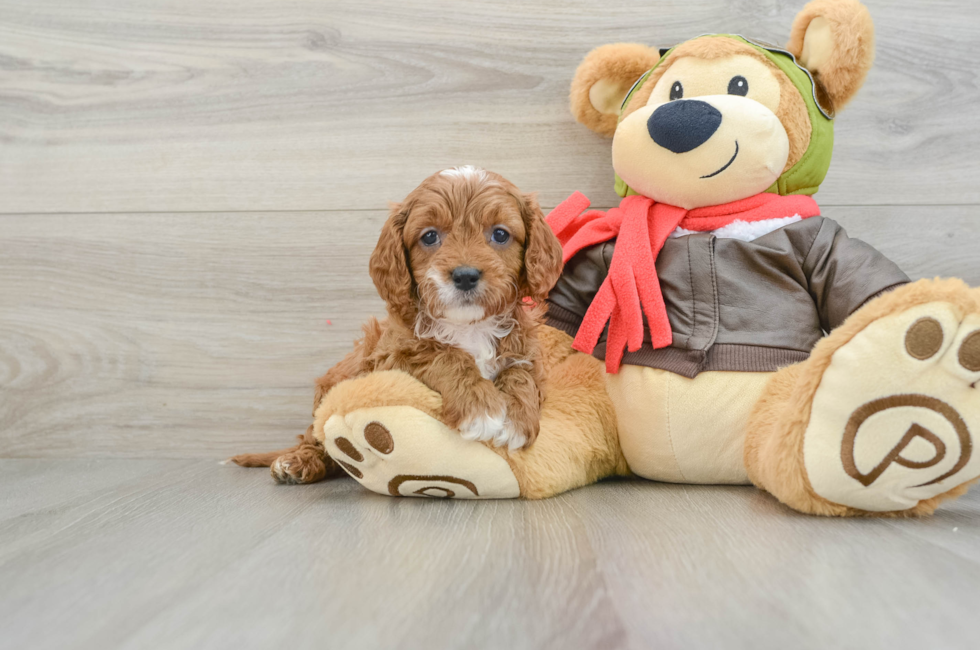 7 week old Cavapoo Puppy For Sale - Pilesgrove Pups