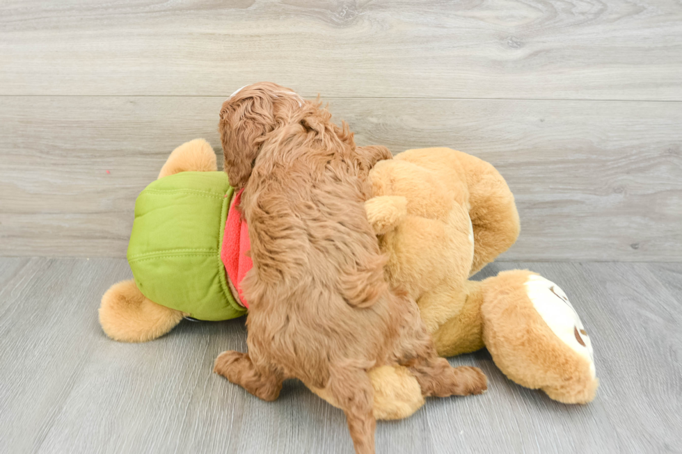 Cavapoo Pup Being Cute