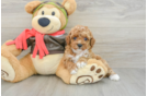 Best Cavapoo Baby