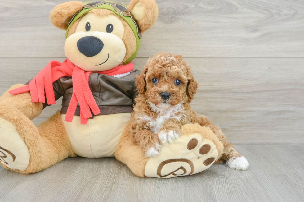 5 week old Cavapoo Puppy For Sale - Pilesgrove Pups