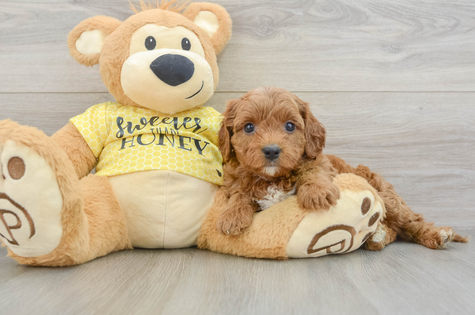 7 week old Cavapoo Puppy For Sale - Pilesgrove Pups