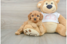 Cavapoo Pup Being Cute