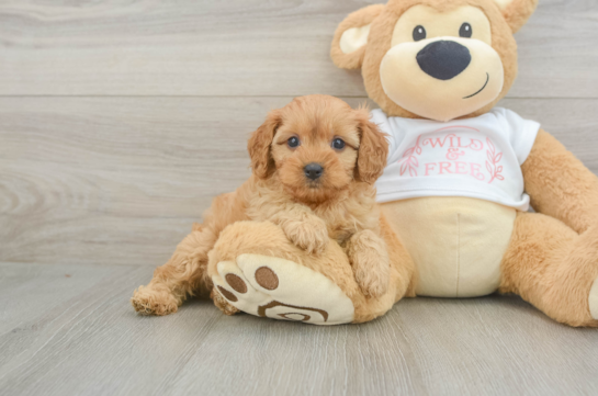 Cavapoo Pup Being Cute